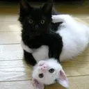 Discord avatar for Syleniel: a picture of a black cat and a white cat